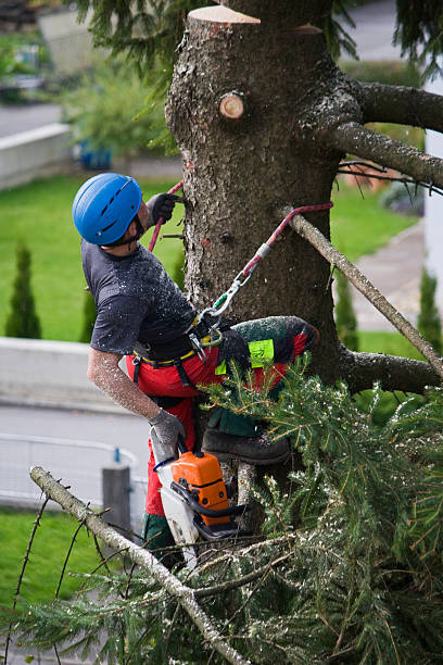 How Our Tree Care Process Works  in  Monett, MO